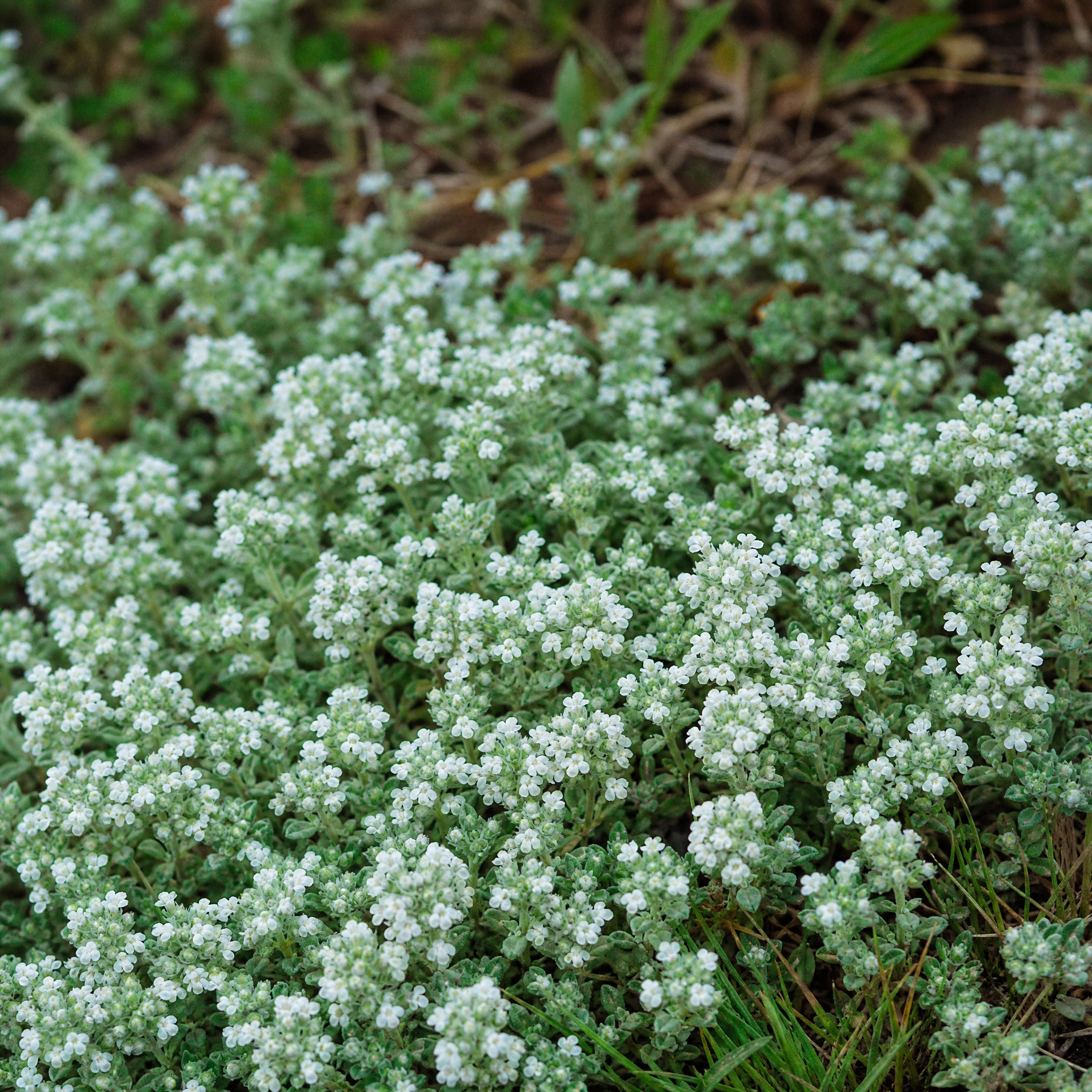 Kruiptijm in close-up, dicht wit tapijt
