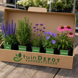 TuinDepot-verpakking met de 5 planten van de Haydn-border