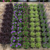 60 kwekerspotten met vijf soorten jonge planten, klaar om te planten