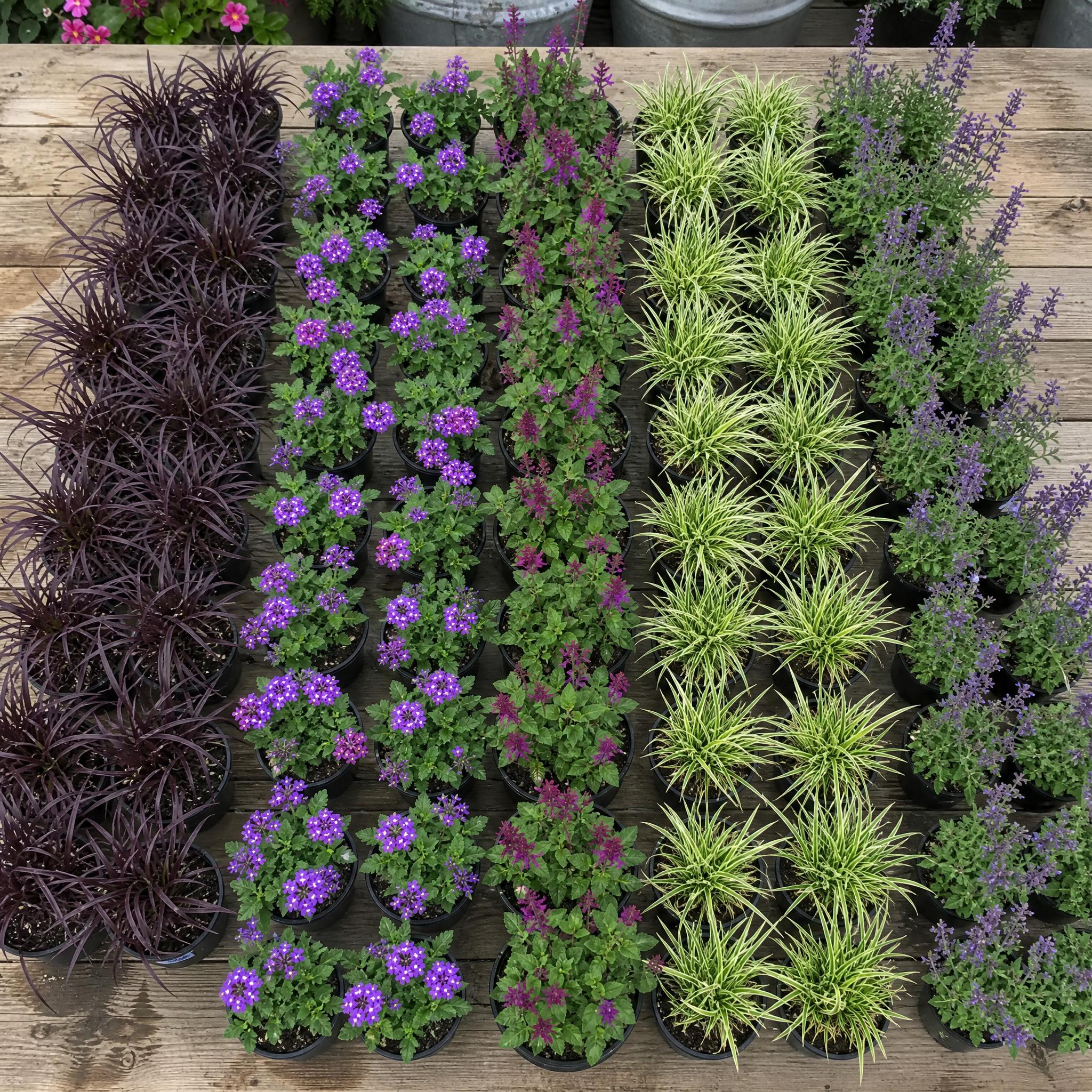 60 kwekerspotten met vijf soorten jonge planten, klaar om te planten