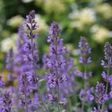 Kattenkruid Nepeta sibirica Wild Orchid in close-up