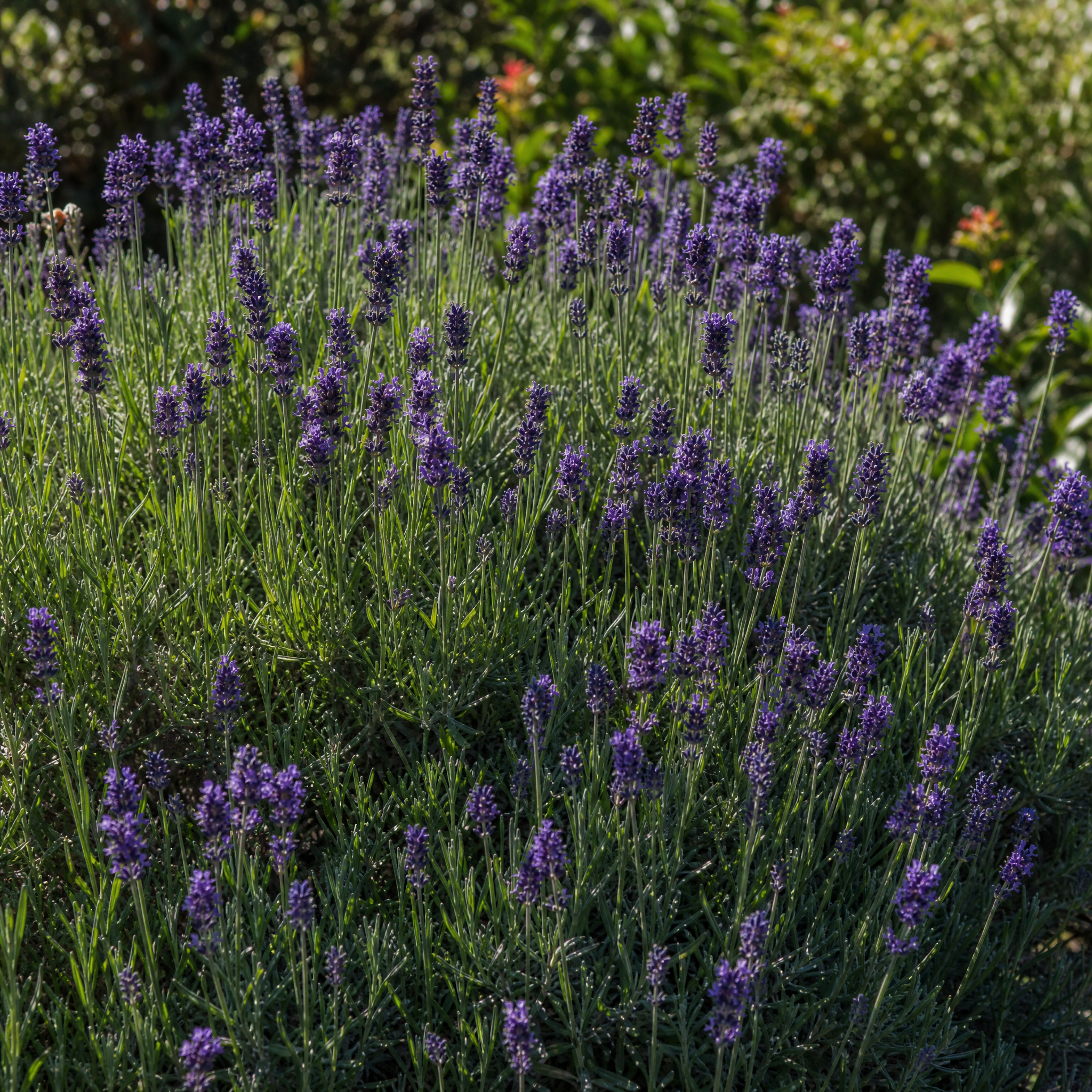 Lavendel Lavandula angustifolia Munstead in close-up