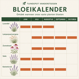Bloeikalender Strauss border