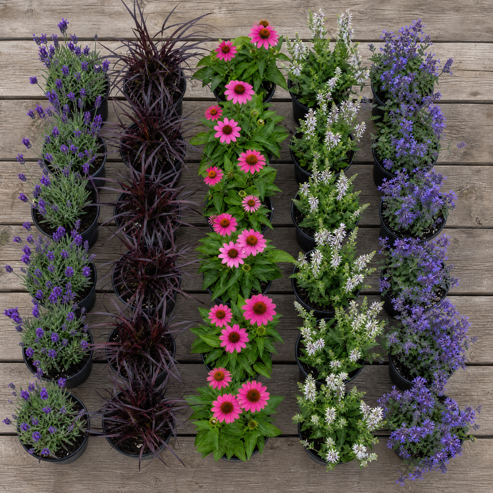 60 kwekerspotten met vijf soorten jonge planten, klaar om te planten