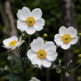 Witte herfstanemoon Honorine Jobert in close-up