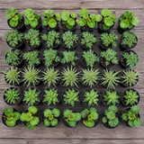 60 kwekerspotten met vijf soorten jonge planten, klaar om te planten