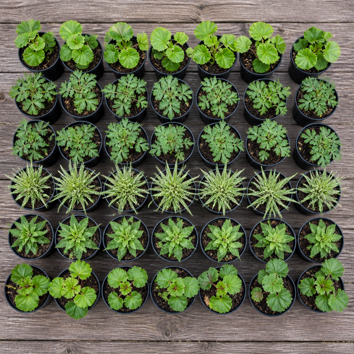 60 kwekerspotten met vijf soorten jonge planten, klaar om te planten