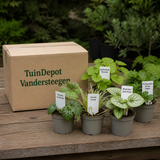 TuinDepot-verpakking met de 5 planten van de Satie-border