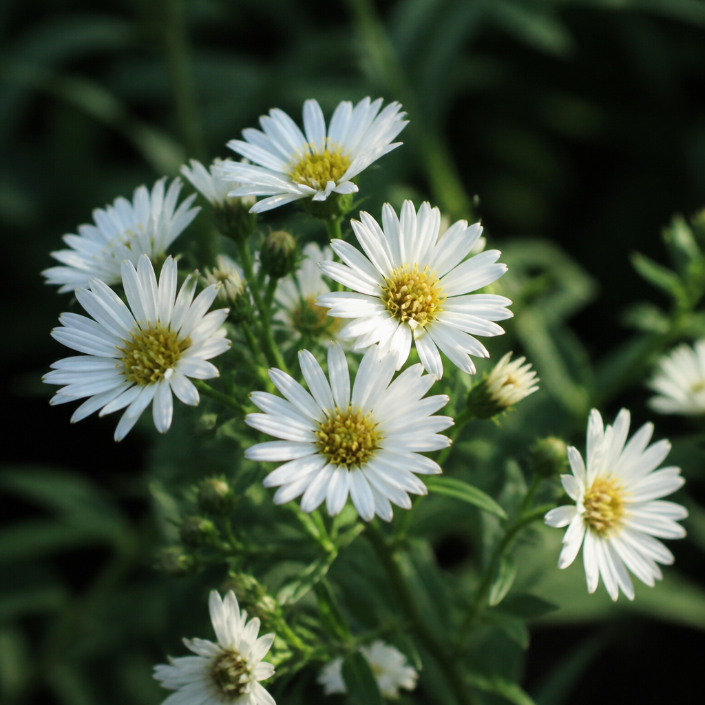 Witte herfstaster Stardust in close-up