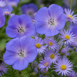 Close-up van blauwe ooievaarsbek met zomerasters