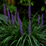 Leliegras Big Blue met violette bloemaren in close-up