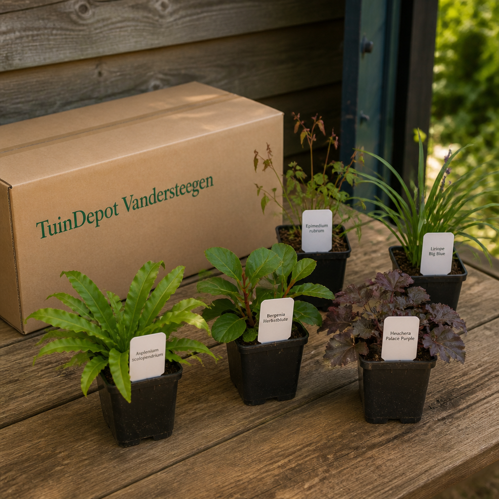 TuinDepot-verpakking met de 5 planten van de Rachmaninov-border