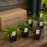 TuinDepot-verpakking met de 5 planten van de Rachmaninov-border