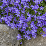 Tapijt van blauwe klokjesbloem Stella in close-up