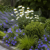 Fris wit-blauwe border met witte zonnehoed, klokjesbloem, kattenkruid, zegge en kardinaalsmuts