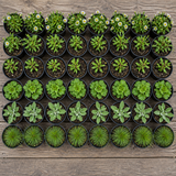 60 kwekerspotten met vijf soorten jonge planten, klaar om te planten
