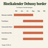 Bloeikalender Debussy border