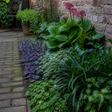 Compacte border in een schaduwrijk stadstuintje