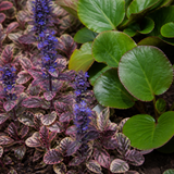 Close-up van bordeaux-bont zenegroen Burgundy Glow