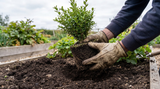 E-gids: Tuinplanten — aanplanten en het eerste jaar