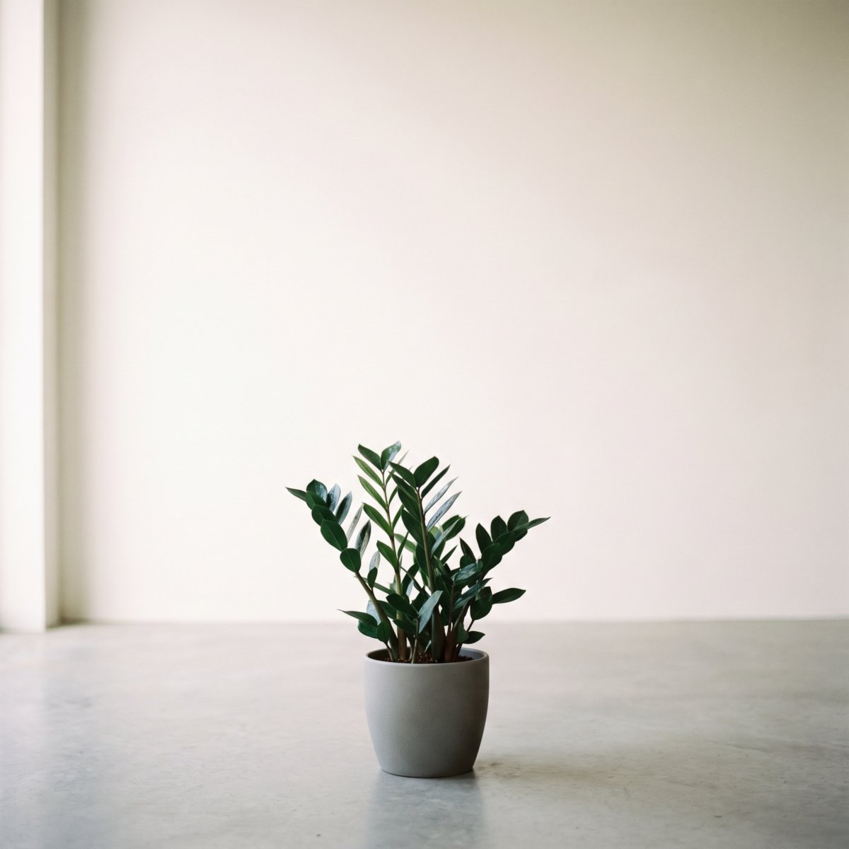 Zamioculcas in een grijze pot in een schaduwrijke hoek — kamerplant voor weinig licht