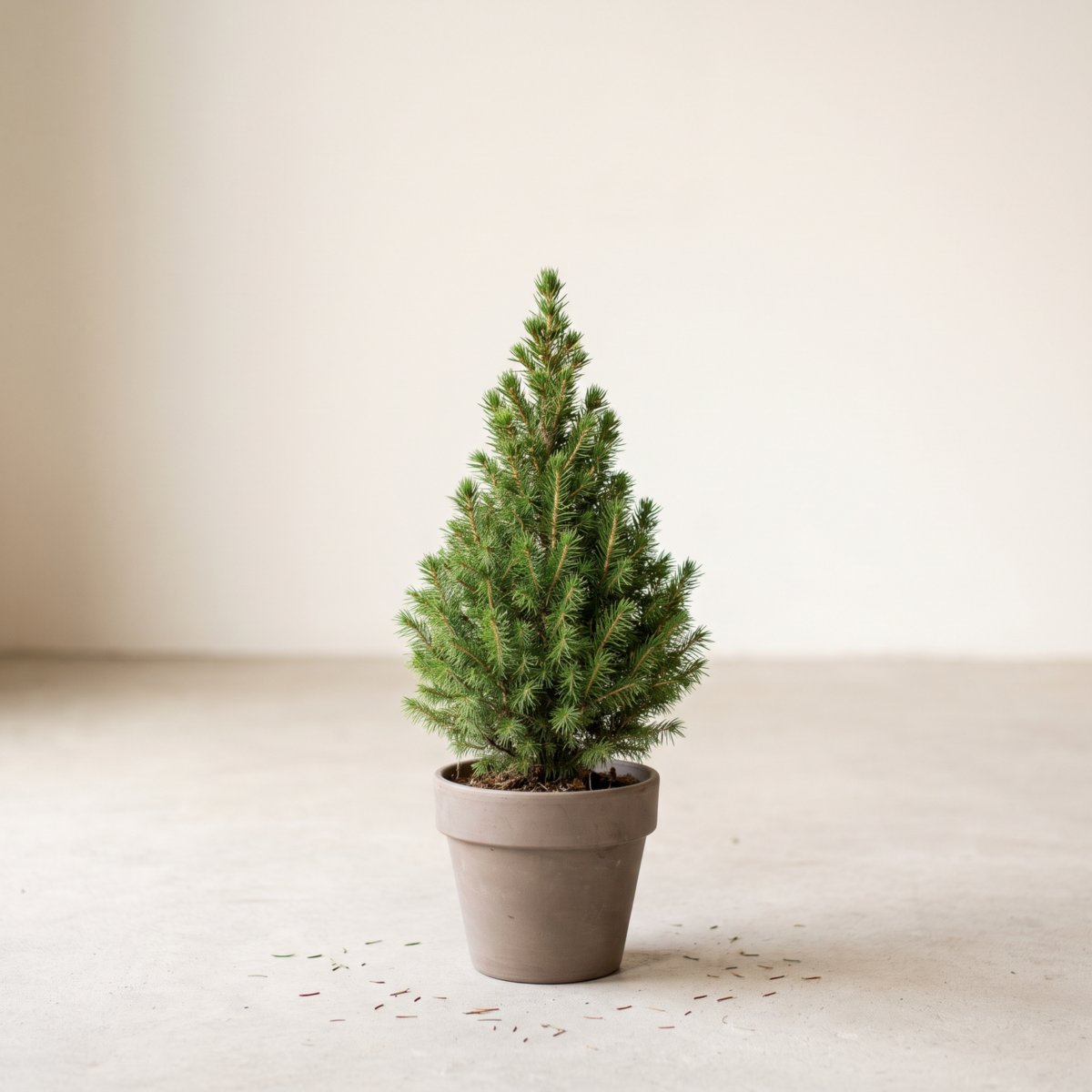 Kleine kegelspar als kerstboom in een pot op een lichte vloer binnen