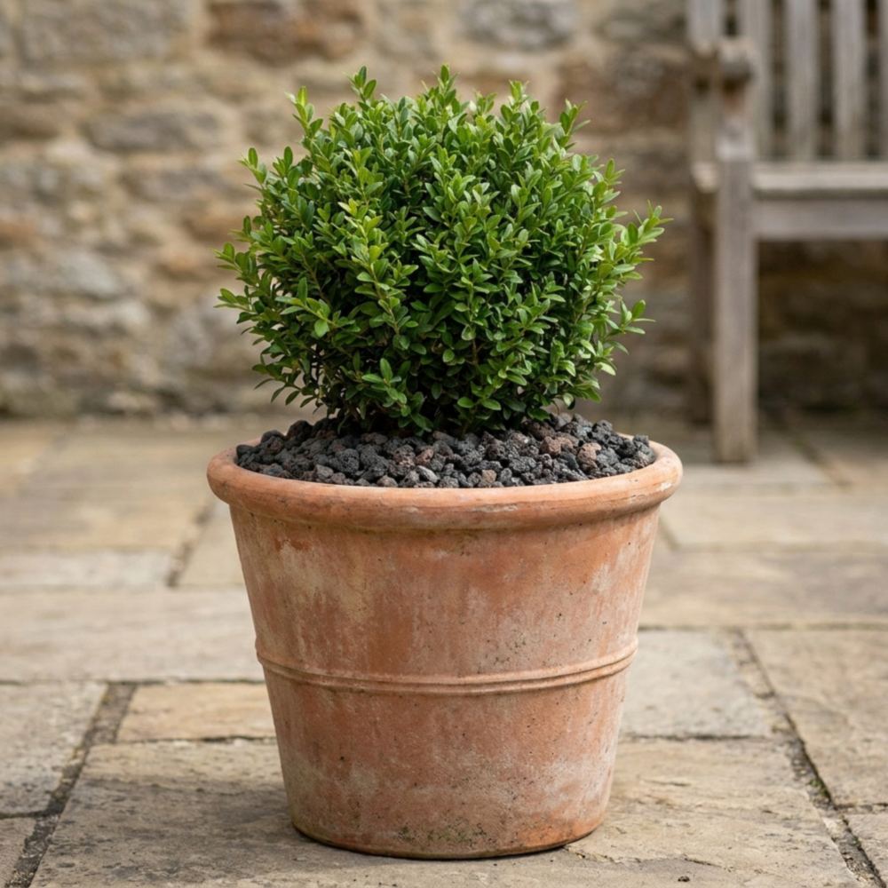 Terracotta pot met plant, potgrond afgedekt met een laag donkere lavasteentjes op een terras
