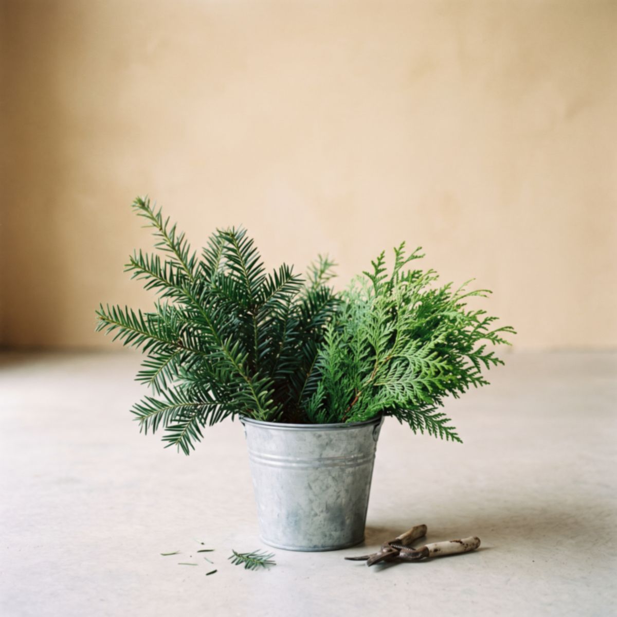 Emmer met verse snoeisels van taxus en thuja op een effen betonnen vloer