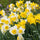 Narcissen in bloei in de border