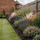 Tuinborder met vaste planten, siergrassen en lavendel langs een gazonrand bij een Belgische woning