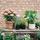 Bloemen en planten — bloeiende planten en groen in potten