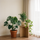 Indoor planten — kamerplanten bij het raam in een lichte woonkamer