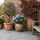 Terrasplanten — olijfboom, hortensia en Japanse esdoorn in pot op een terras