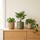 Kamerplanten in pot — planten in decoratieve keramische sierpotten