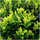 Haagplanten