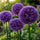 Paarse sierui (allium) in bloei