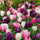 Tulpenbollen in bloei in een lentetuin
