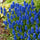 Blauwe druifjes (muscari) langs de borderrand
