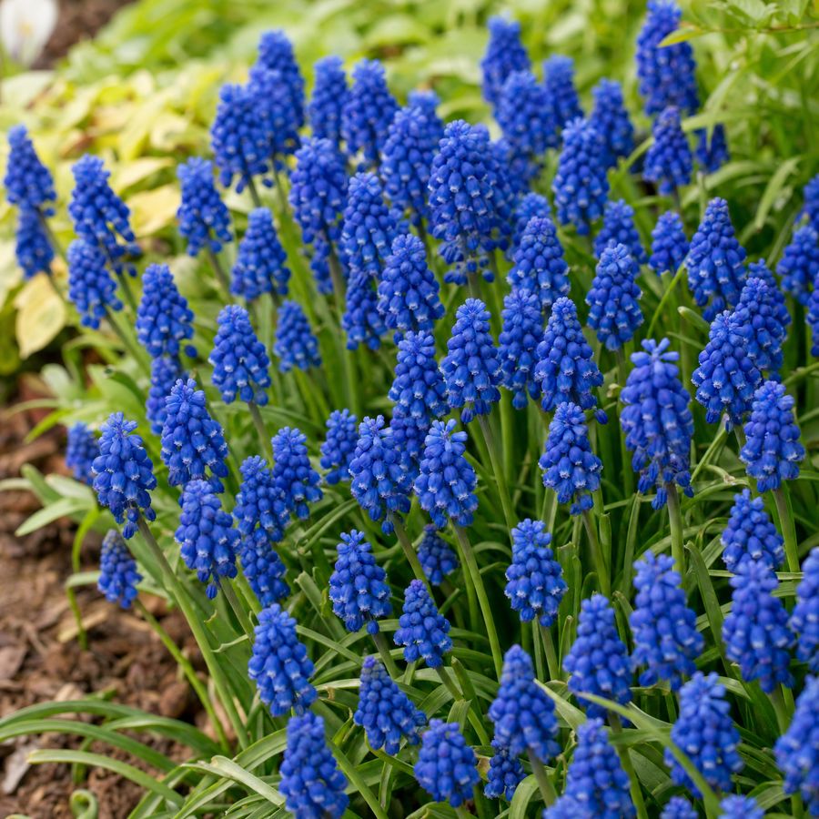 Blauwe druifjes (muscari) langs de borderrand