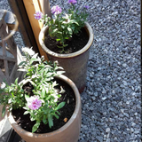 Ardenner brokjes grijs 20-32 mm rond terracotta potten in de tuin