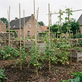 Bamboe plantstokken die tomaten ondersteunen