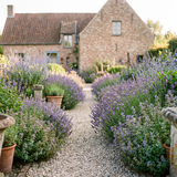 Tuinpad omzoomd met een kruidenborder van lavendel, tijm, marjolein en salie