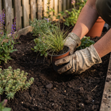 Siergras planten in een strokenborder