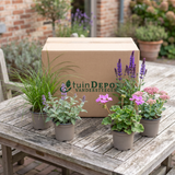 TuinDepot-verpakking met de 5 planten van de Onderhoudsarme Siergrasborder