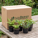 TuinDepot-verpakking met de 5 bodembedekkers van dit pakket