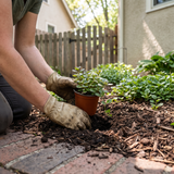Bodembedekker planten in een tuinborder