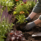 Snijbloemen planten in een zonnige border
