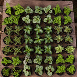 60 kwekerspotten met vijf soorten schaduwplanten, klaar om te planten