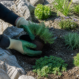 Kussenplanten planten in een zonnige rotstuin