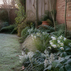 Winterbloeiers premium met kerstroos en lenzroos in een schaduwrijke tuin
